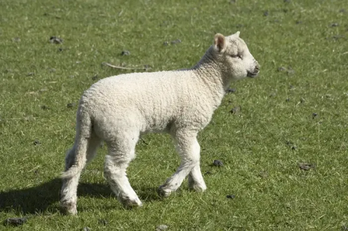 Framed Print : Spring lamb, Dunedin, Otago, South Island, New Zealand Framed Print : Spring lamb, Dunedin, Otago, South Island, New Zealand