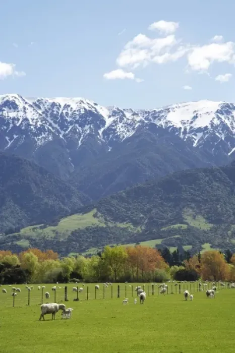 Framed Print : Spring Lambs, Farmland and Seaward Kaikoura Ranges, Marlborough, South Island, New Framed Print : Spring Lambs, Farmland and Seaward Kaikoura Ranges, Marlborough, South Island, New