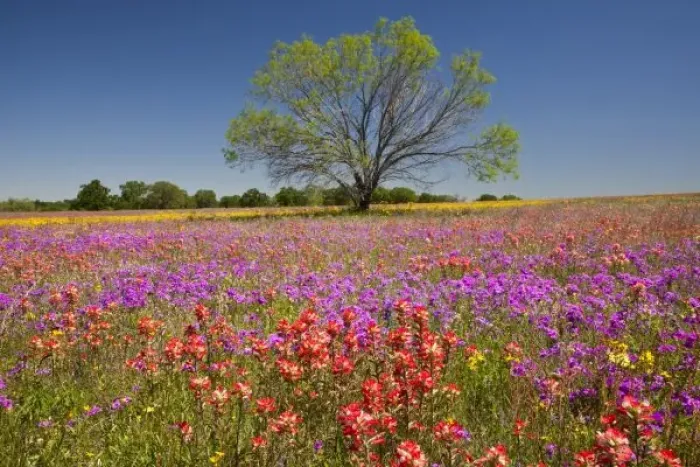 Framed Print : Spring mesquite trees growing in wildflowers, Texas, USA, North America Framed Print : Spring mesquite trees growing in wildflowers, Texas, USA, North America