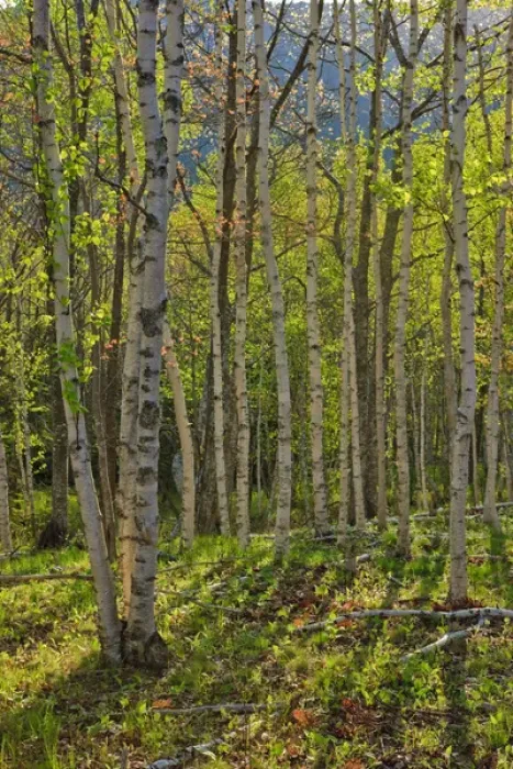 Framed Print : Spring in a paper birch forest on Mount Desert Island near Acadia National Park Framed Print : Spring in a paper birch forest on Mount Desert Island near Acadia National Park