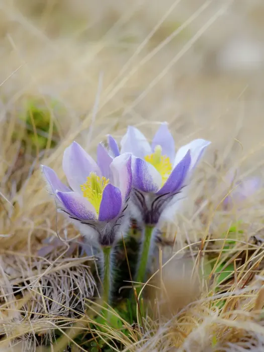 Framed Print : Spring pasqueflower also called arctic violet, lady of the snows growing in the high mountains of the Otztal Alps. Italy, South Tyrol, Alto Adige Framed Print : Spring pasqueflower also called arctic violet, lady of the snows growing in the high mountains of the Otztal Alps. Italy, South Tyrol, Alto Adige