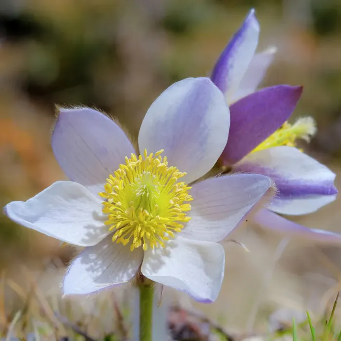 Framed Print : Spring pasqueflower also called arctic violet, lady of the snows growing in the high mountains of the Otztal Alps. Italy, South Tyrol, Alto Adige