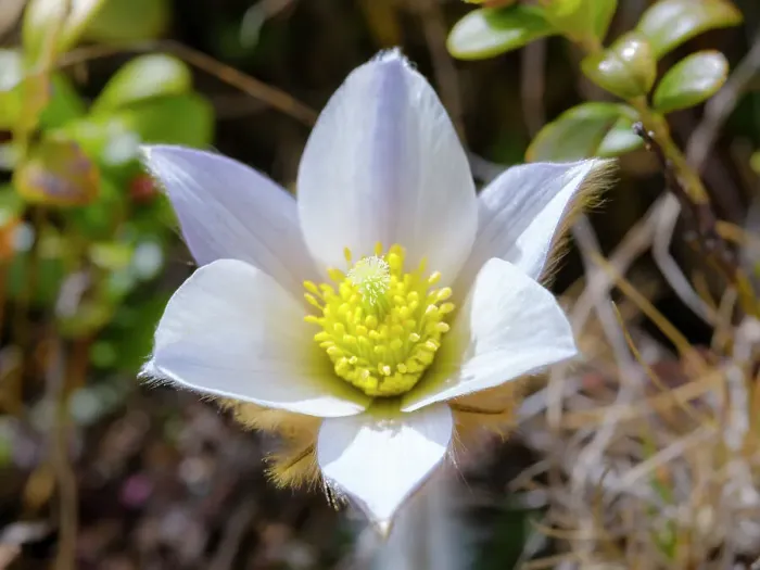 Framed Print : Spring pasqueflower also called arctic violet, lady of the snows growing in the high mountains of the Otztal Alps. Italy, South Tyrol, Alto Adige