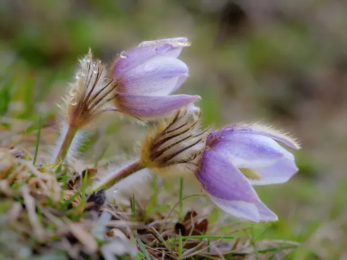 Framed Print : Spring pasqueflower also called arctic violet, lady of the snows growing in the high mountains of the Engadin. Switzerland, Val S-Charl