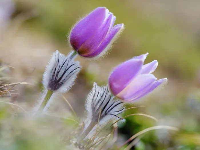 Framed Print : Spring pasqueflower, also called arctic violet, lady of the snows growing near Mt. Watles. Italy, South Tyrol, Alto Adige