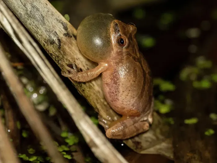 Framed Print : Spring peeper calling, Pennsylvania, USA Framed Print : Spring peeper calling, Pennsylvania, USA