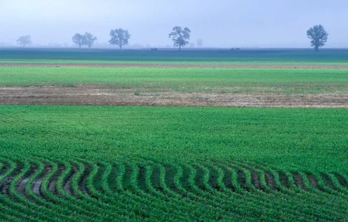 Framed Print : Spring plowed field of crops Framed Print : Spring plowed field of crops