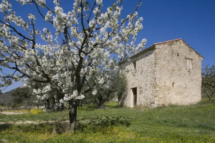 Framed Print : Spring time in Provence, Vaucluse, France Framed Print : Spring time in Provence, Vaucluse, France