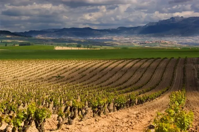 Framed Print : Spring time vineyards roll to the distant village of Briones and mountains in Framed Print : Spring time vineyards roll to the distant village of Briones and mountains in