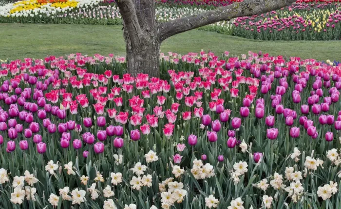 Framed Print : Spring tulip garden in full bloom around cherry tree, Skagit Valley, Washington State Framed Print : Spring tulip garden in full bloom around cherry tree, Skagit Valley, Washington State