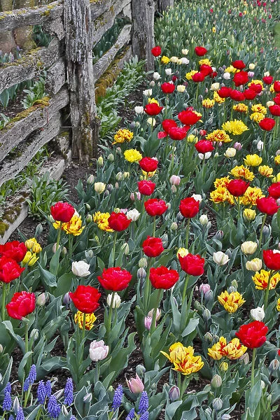 Spring tulip garden in full bloom along fence line, Skagit Valley, Washington State