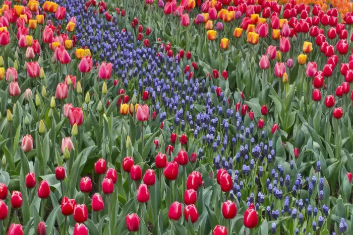 Framed Print : Spring tulip garden in full bloom with grape hyacinths, Skagit Valley, Washington State Framed Print : Spring tulip garden in full bloom with grape hyacinths, Skagit Valley, Washington State