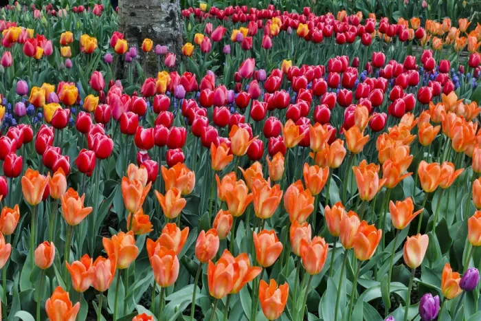 Framed Print : Spring tulip garden in full bloom, Skagit Valley, Washington State