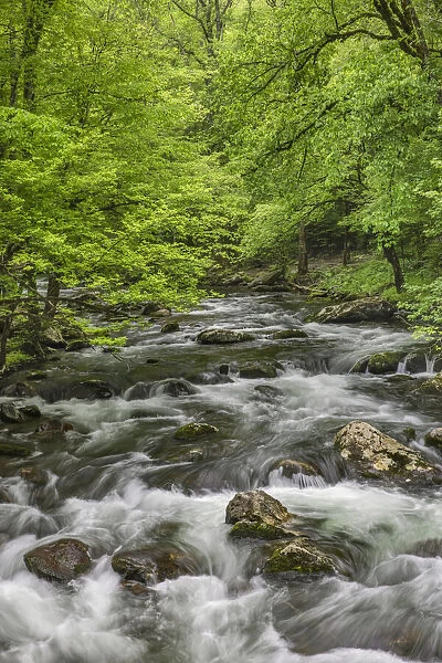 Spring view of forest along Middle Prong of Little Pigeon River, Great Smoky Mountains National Park, Tennessee