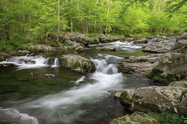 Spring view of Little Pigeon River, Greenbrier area, Great Smoky Mountains National Park, Tennessee