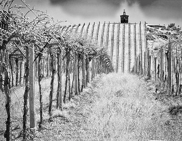 Spring vineyard and chapel on top of hill. (PR)