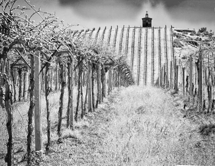 Framed Print : Spring vineyard and chapel on top of hill. (PR) Framed Print : Spring vineyard and chapel on top of hill. (PR)