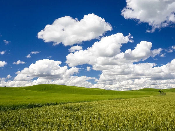 Spring wheat and Winter wheat fields with puffy clouds