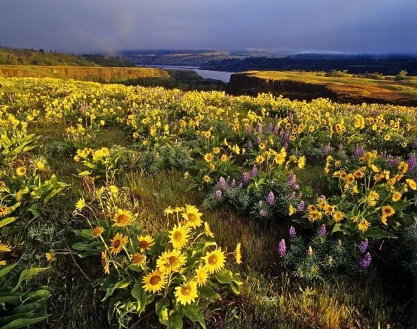 Spring wildflowers in abundance at the Tom McCall Preserve in Oregon