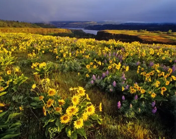 Framed Print : Spring wildflowers in abundance at the Tom McCall Preserve in Oregon