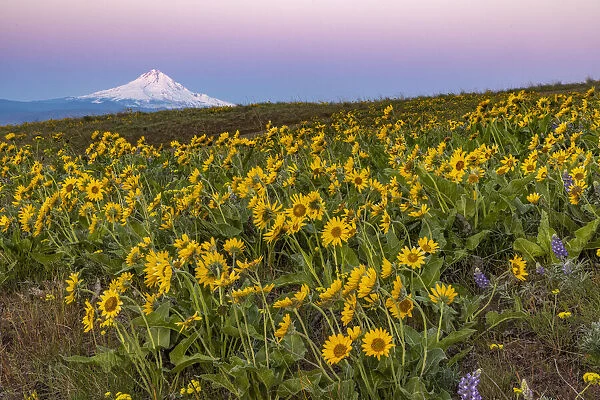 Spring wildflowers in full bloom on Dalles Mountain in Columbia Hills State Park near