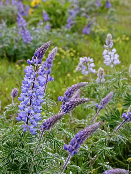 Framed Print : Spring wildflowers in full bloom on Dalles Mountain in Columbia Hills State Park Framed Print : Spring wildflowers in full bloom on Dalles Mountain in Columbia Hills State Park