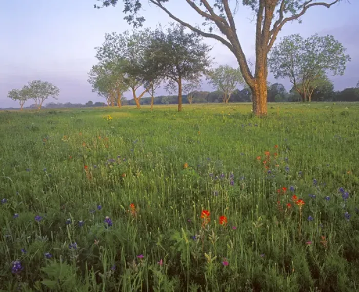Framed Print : Spring wildflowers at LBJ State Park near Fredricksburg, Texas