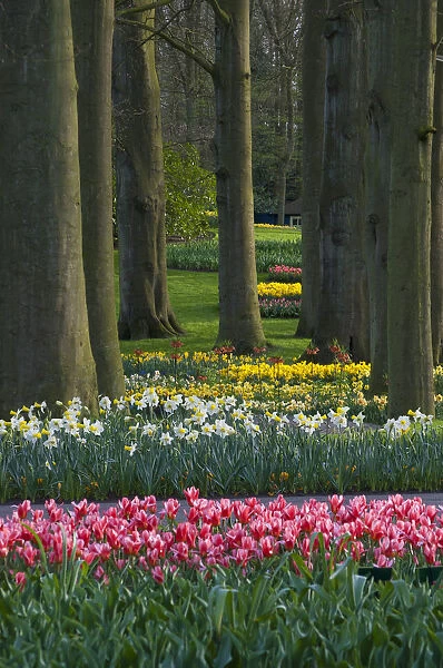 Spring woodland garden with tulips and daffodils