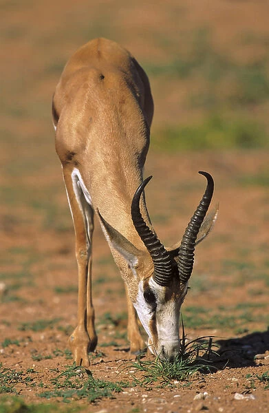 Springbok (Antidorcas marsupialis), Kgalagadi Transfrontier Park, Kalahari, Portrait