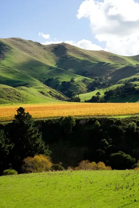 Framed Print : Springrock Vineyard, Te Kairanga, near Martinborough, Wairarapa, North Island, New