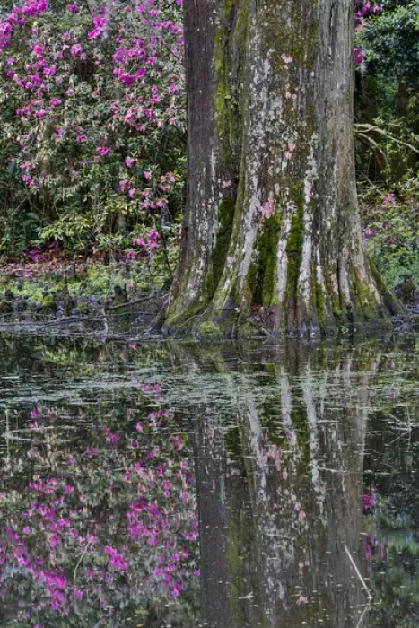 Framed Print : Springtime azelea blooming Magnolia Plantation, Charelston South Carolina