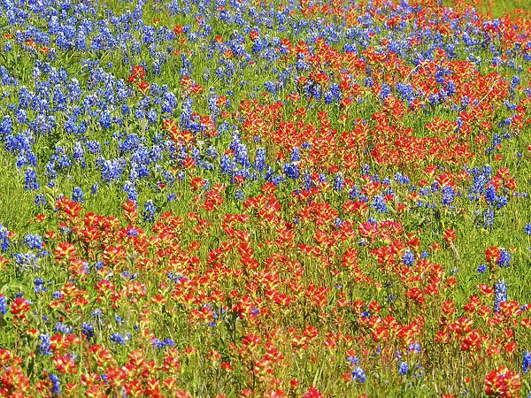 Springtime bloom of bluebonnets and paintbrush near Lake Buchanan Dam, Texas Hill Country
