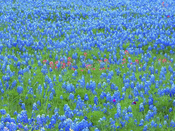 Springtime bloom of bluebonnets and paintbrush near Lake Buchanan Dam, Texas Hill Country