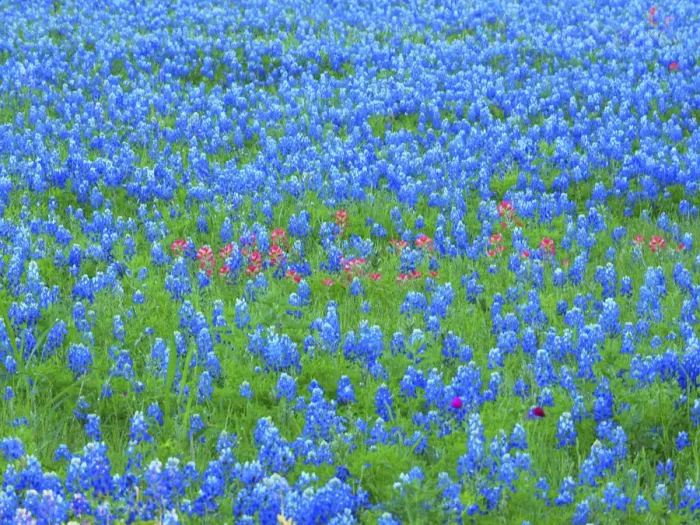 Framed Print : Springtime bloom of bluebonnets and paintbrush near Lake Buchanan Dam, Texas Hill Country