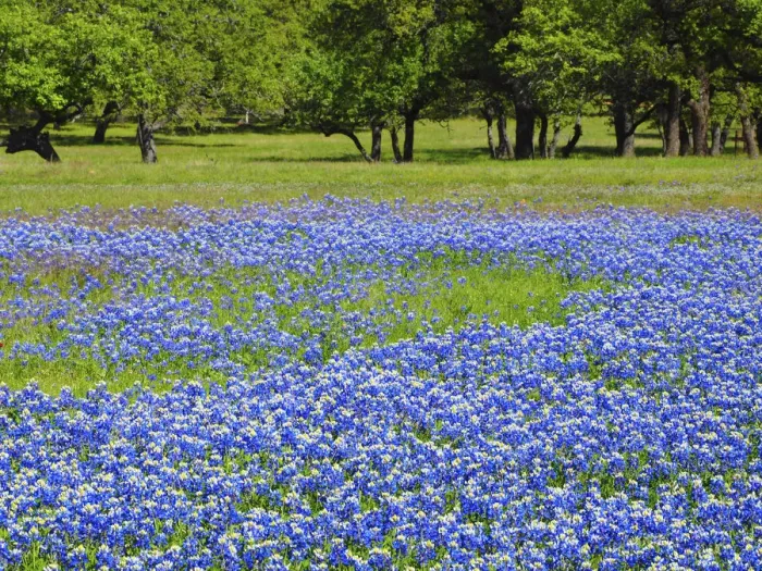 Framed Print : Springtime bloom of bluebonnets and paintbrush near Lake Buchanan Dam, Texas Hill Country Framed Print : Springtime bloom of bluebonnets and paintbrush near Lake Buchanan Dam, Texas Hill Country