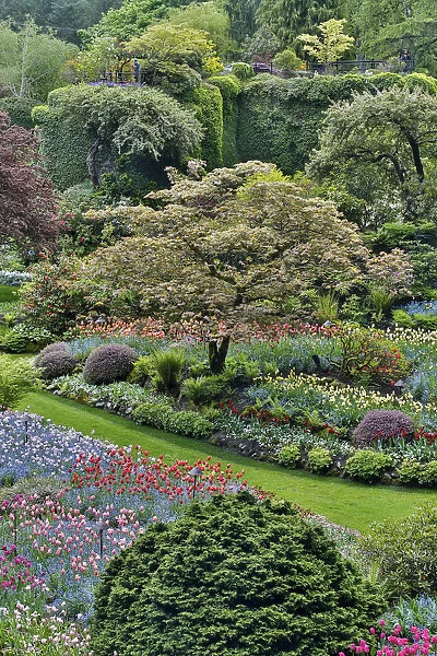 Springtime Butchart Gardens, Victoria, British Columbia, Canada