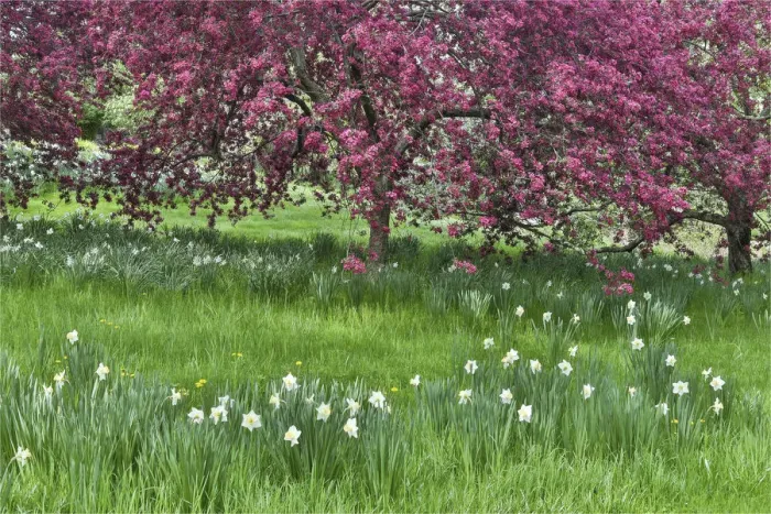 Framed Print : Springtime crabapple in rose blooming, Chanticleer Garden, Wayne, Pennsylvania Framed Print : Springtime crabapple in rose blooming, Chanticleer Garden, Wayne, Pennsylvania