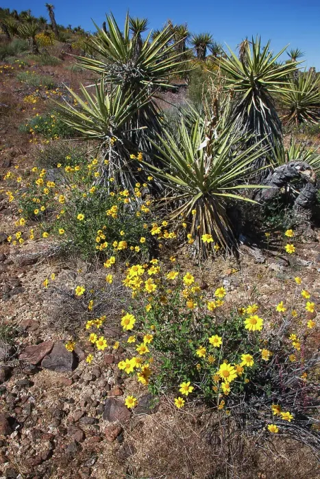 Framed Print : Springtime at the edge of Joshua Tree National Park, California