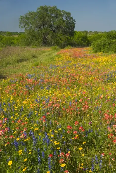 Framed Print : Springtime with field of Texas Wildflowers and Oak Tree near Pleasanton Texas Framed Print : Springtime with field of Texas Wildflowers and Oak Tree near Pleasanton Texas
