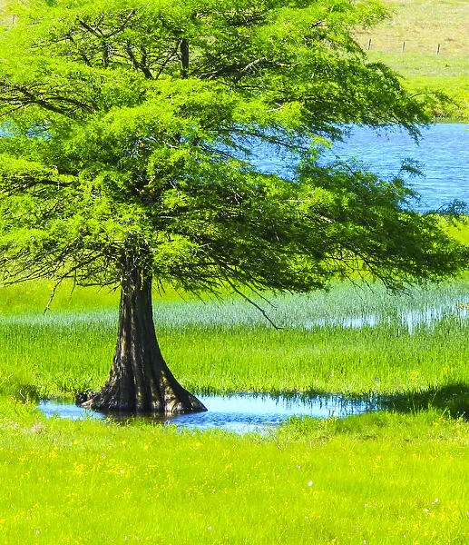 Springtime near Independence and Highway 390, small pond and cypress tree