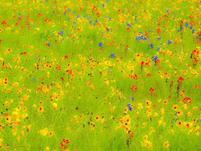 Framed Print : Springtime near Independence and Highway 390 on field of wildflowers