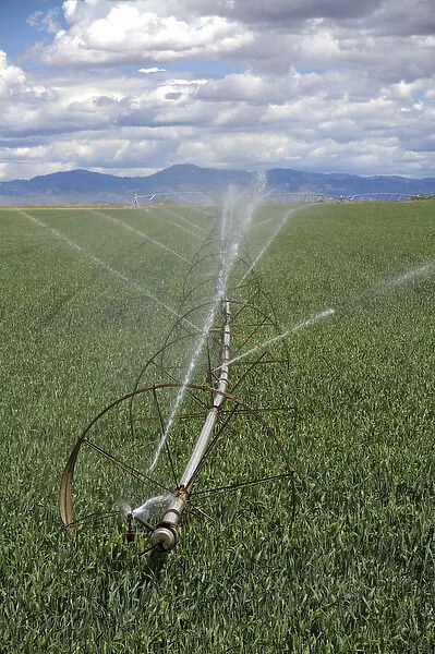 Sprinkler irrigation in a wheat field in Canyon County, Idaho
