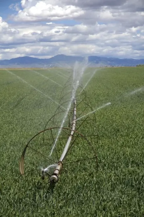 Framed Print : Sprinkler irrigation in a wheat field in Canyon County, Idaho Framed Print : Sprinkler irrigation in a wheat field in Canyon County, Idaho