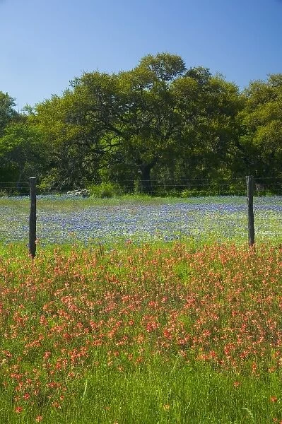 Sprintime Wildflowers of Paint Brush, Blue Bonnets in the Gay Hill area just north of Brenham Texas