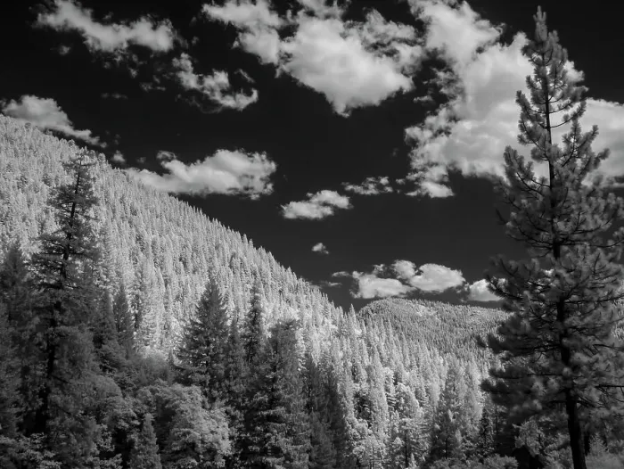 Framed Print : Mostly spruce trees, Sierra Nevada Mountains near Sierraville, west of Lake Tahoe, California Framed Print : Mostly spruce trees, Sierra Nevada Mountains near Sierraville, west of Lake Tahoe, California