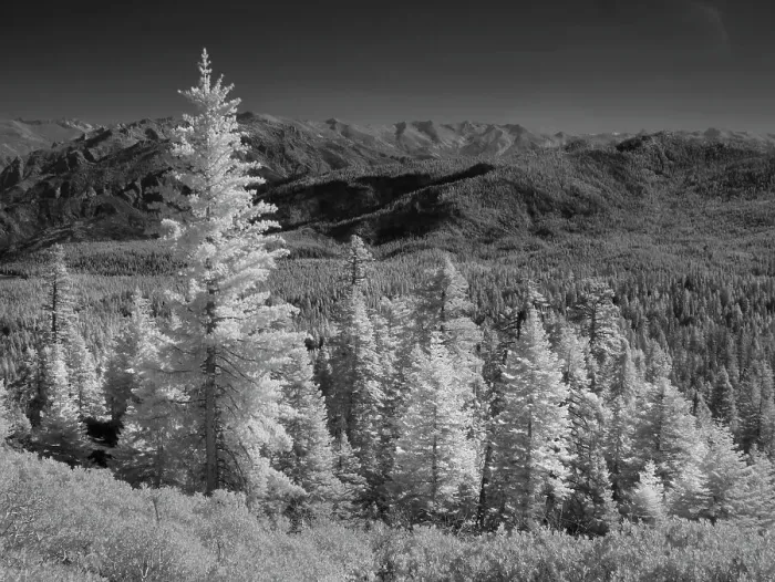 Framed Print : Mostly spruce trees, Sierra Nevada Mountains near Sierraville, west of Lake Tahoe, California Framed Print : Mostly spruce trees, Sierra Nevada Mountains near Sierraville, west of Lake Tahoe, California