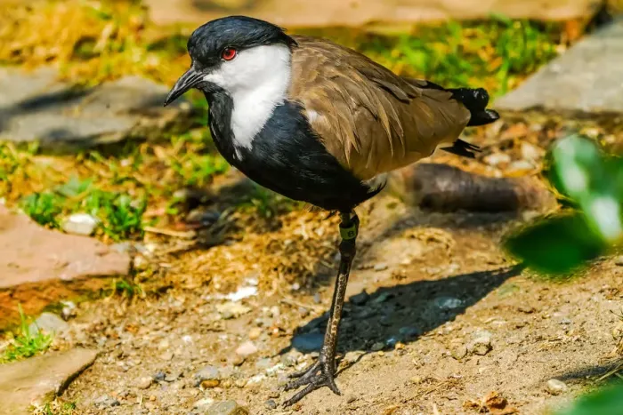 Framed Print : Spur-winged lapwing Framed Print : Spur-winged lapwing