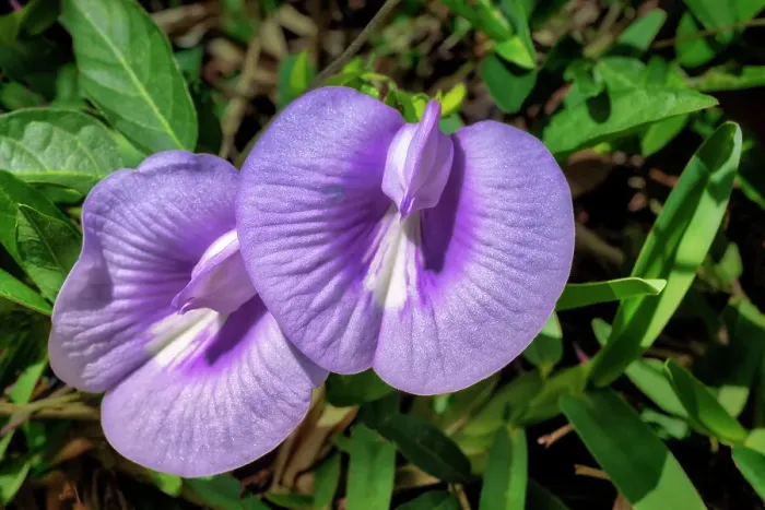Framed Print : Spurred butterfly pea Framed Print : Spurred butterfly pea