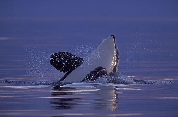 Spyhopping Orca Killer Whale (Orca orcinus) near San Juan Island, WA State, USA