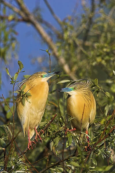 Squacco Heron (Ardeola ralloides) in the Danube Delta pair Europe, Eastern Europe